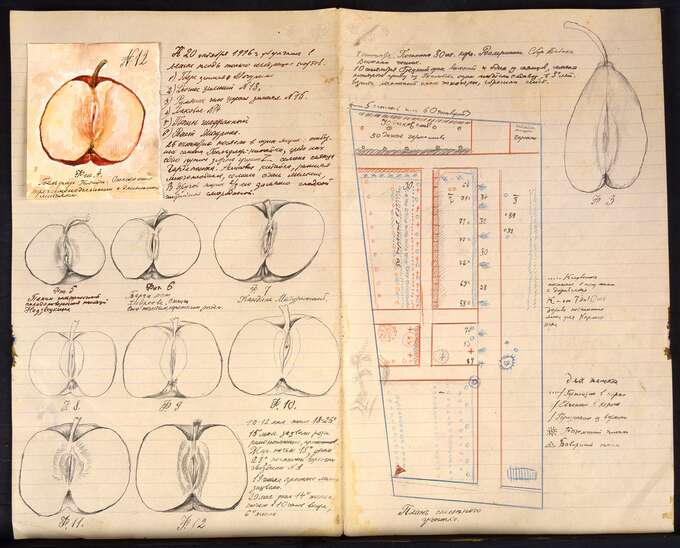 Игорь Макаревич. Девушки Мичурина