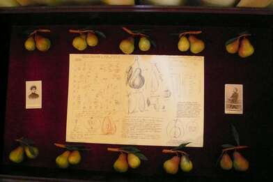 Michurin&#039;s Girls. Photo - 1