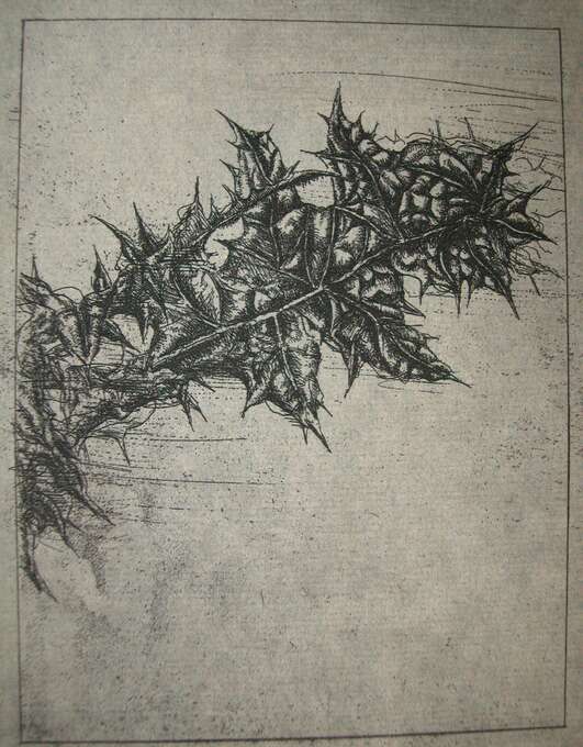 Игорь Макаревич. Лист татарника