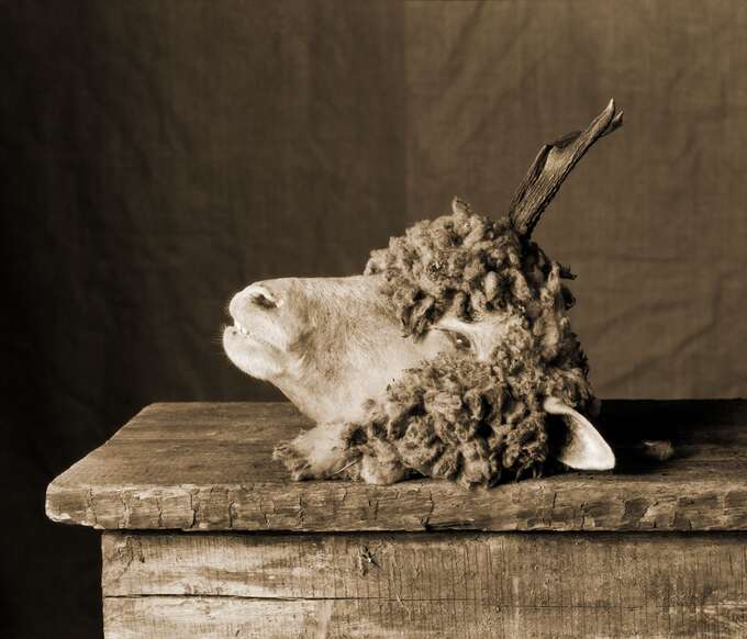 Игорь Макаревич. Зооантропонозы