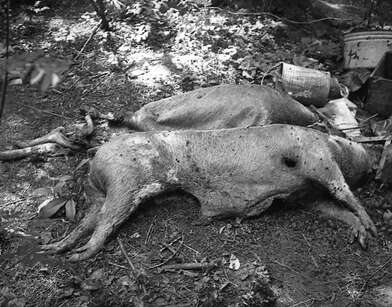 Collective action To V. Nekrasov. Photo - 30