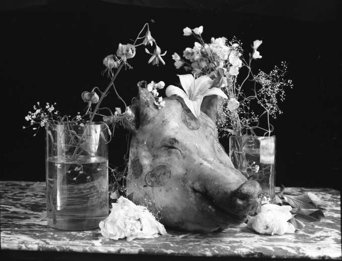 Игорь Макаревич. Зооантропонозы