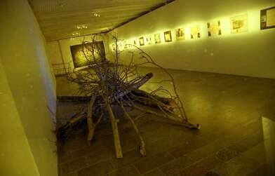 Homo Lignum. Photo - 7