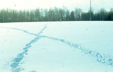 Акция КД 10 Появлений. Фотография - 62