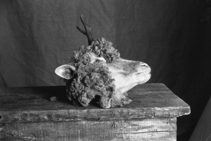 Игорь Макаревич. Зооантропонозы