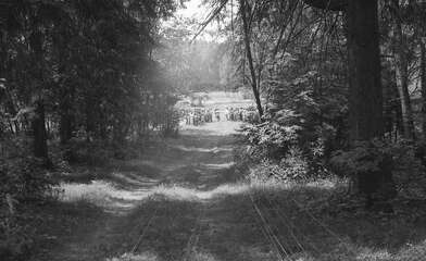 Collective action Division. Photo - 11