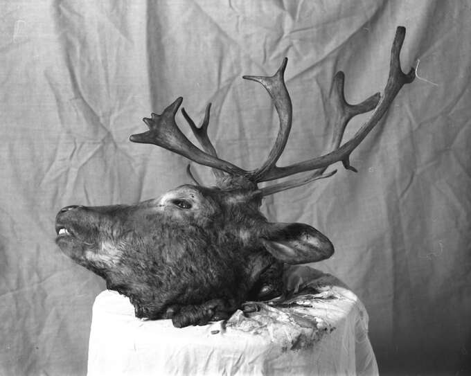 Игорь Макаревич. Зооантропонозы