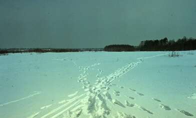 Collective action Observing the Waterfall. Photo - 66