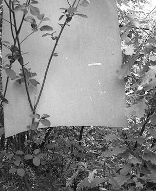 Collective action To V. Nekrasov. Photo - 28