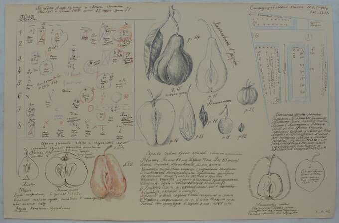 Игорь Макаревич. Девушки Мичурина