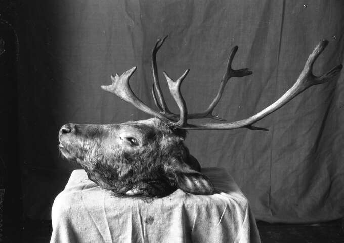 Игорь Макаревич. Зооантропонозы